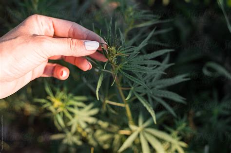手撕大麻花