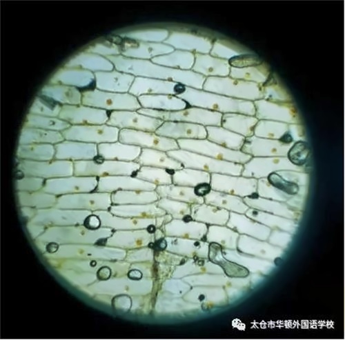 细胞