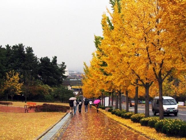 韩国加图立大学