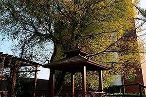 象贤中学国际部亭子