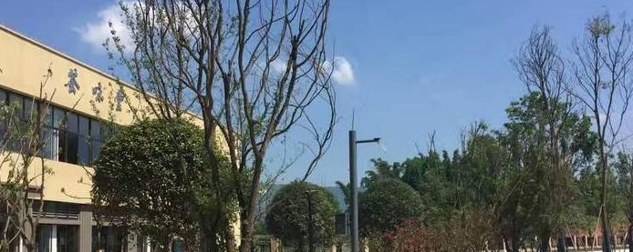 龙11