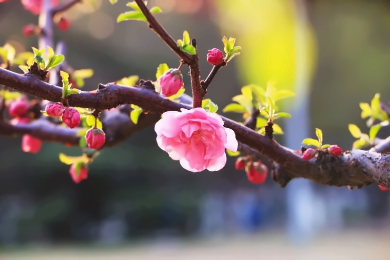 北京交通大学