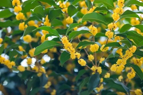 桂花