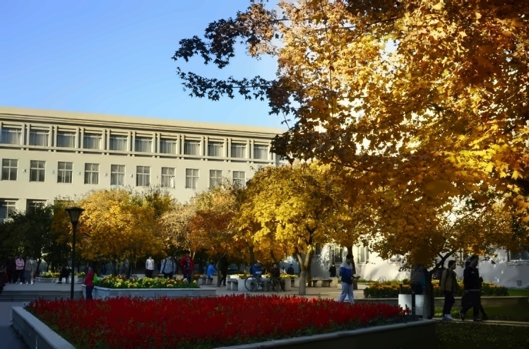 东北大学的秋天