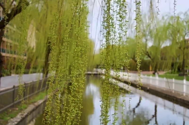 春柳摇曳在校河之畔.jpg