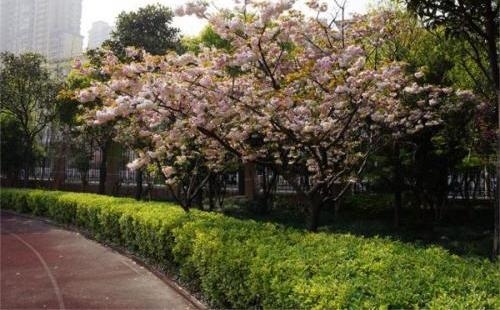 田家炳中学校园一角