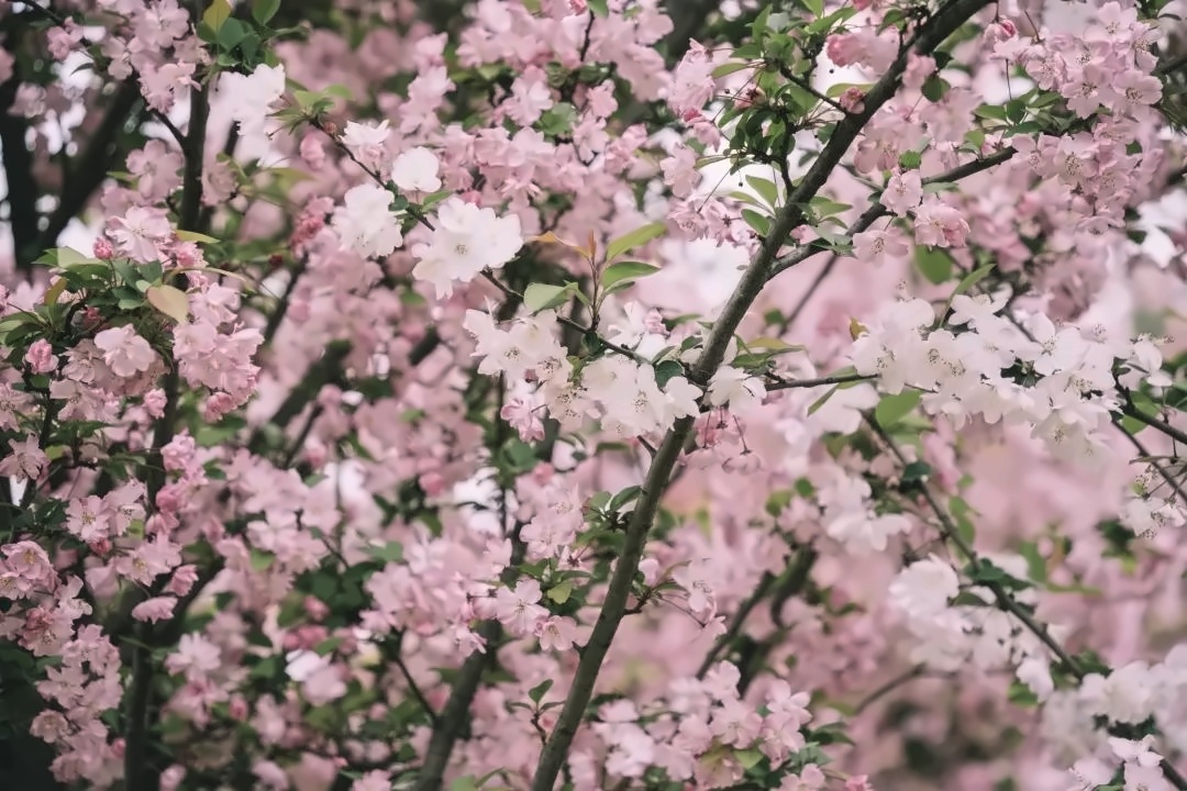 电子科技大学