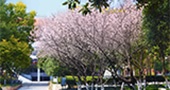 德式风格花园学校