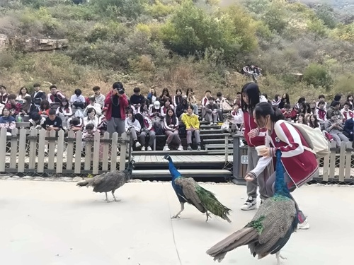 北外同文外国语学校活动