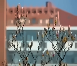 青岛理工大学的校园风光