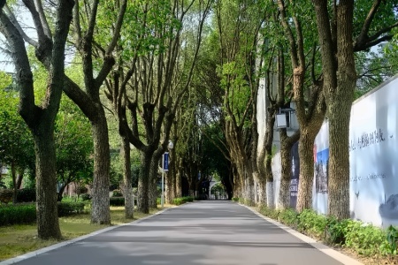 校园小道.jpg