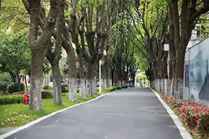 蘇州阿德科特學(xué)校校園道路