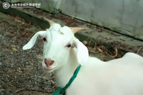 山羊