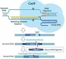 Crisp-CAS9基因剪切技术.jpg