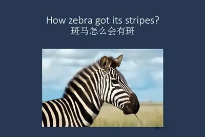 斑马图