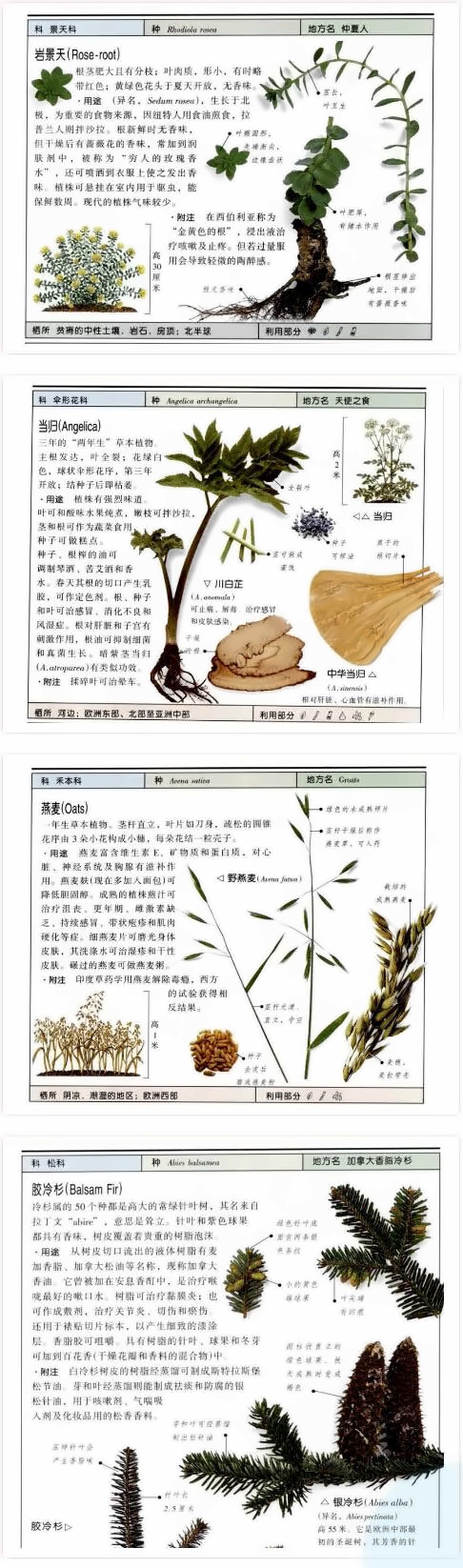 植物介绍.jpg