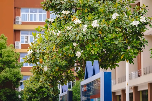 句容碧桂园学校校园环境