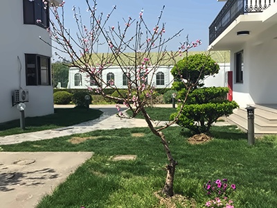 上海朝阳义塾日语特色学校校园一角