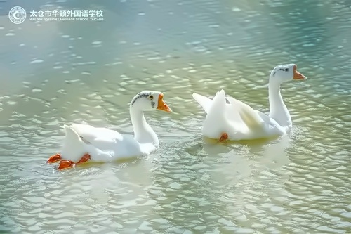 白鹅