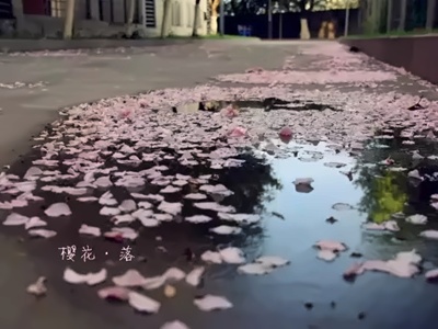 成都七中万达学校国际部池塘—樱花