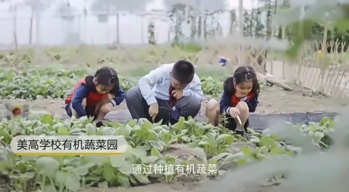 苏州美高学校蔬菜园