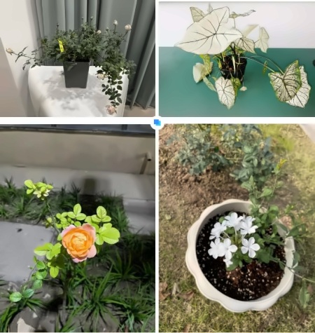 绿植园艺社.jpg