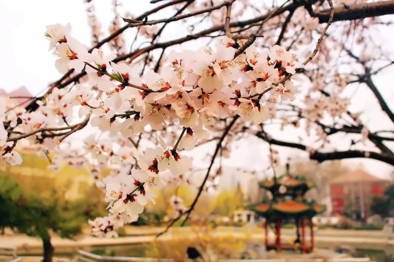 北京交通大学