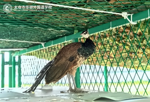 孔雀