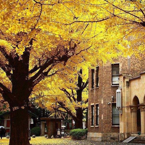 东京大学1.jpg