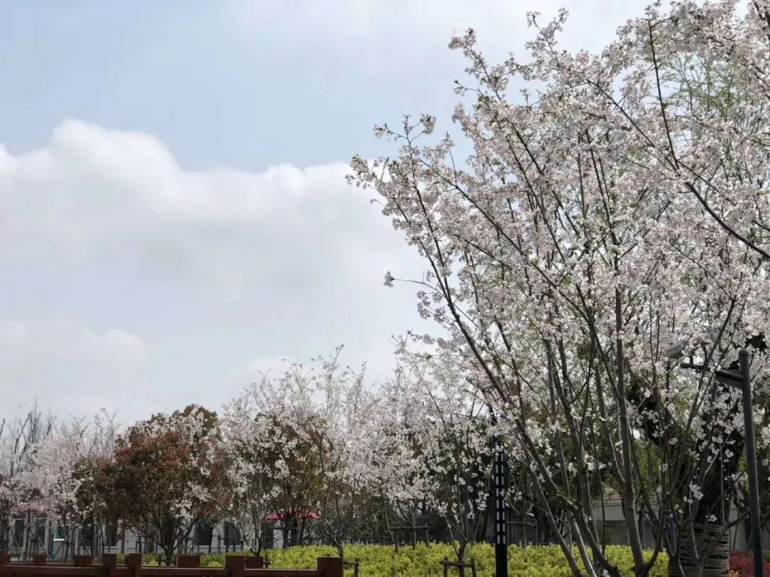 上海宏润博源学校  暑期GIA学分夏校