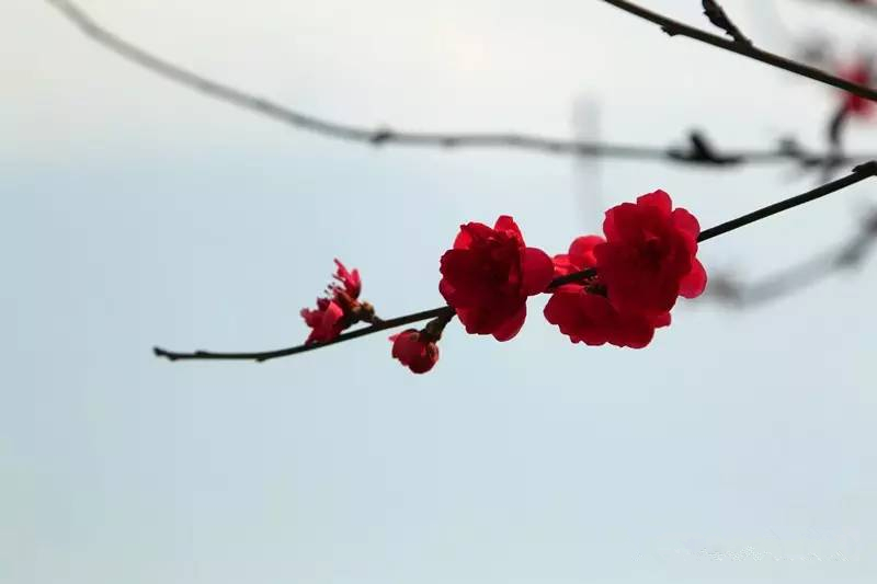 图片_20170411092146_副本.jpg