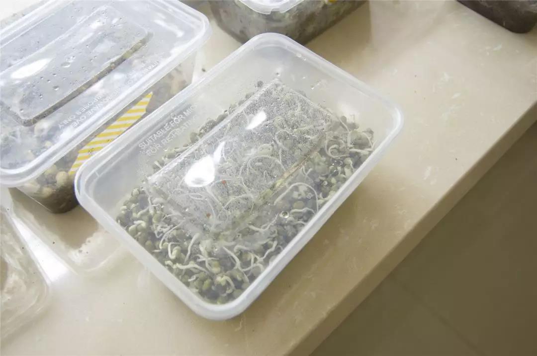 天津格瑞思暑期体验营精彩第四天