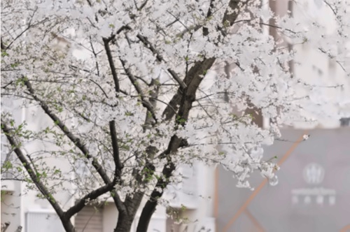 樱花