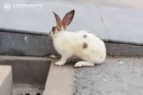 兔子
