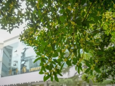电子科技大学OSSD国际课程校园环境