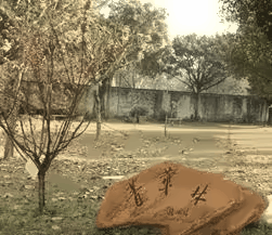 菁华林