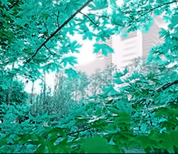 青岛校区校园风光1