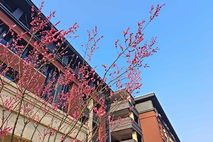 BANZ行中中学校园一角