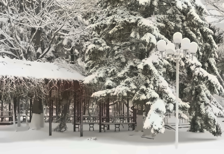 东北大学亭旁的雪松