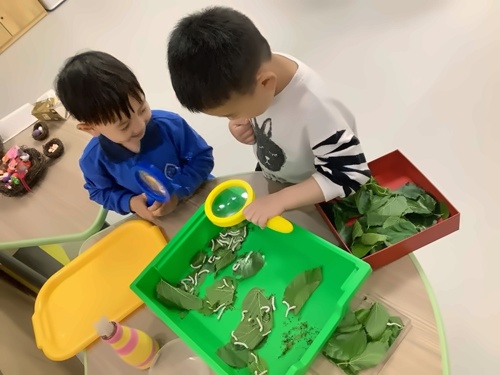 观察蚕宝宝生长的过程