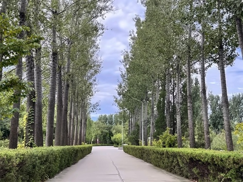 北京橘郡国际学校DSE