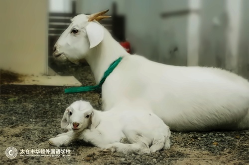 小羊