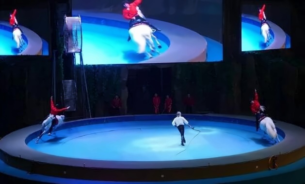 马术表演.jpg