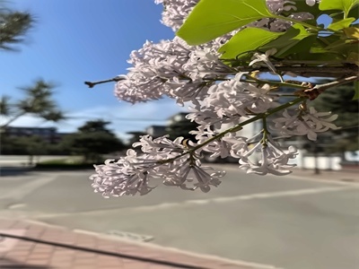 北大附屬實驗學校校園-丁香花