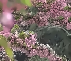 春风又吹红了花蕊