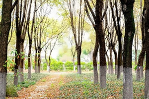 上海籽奥高中晴雅园