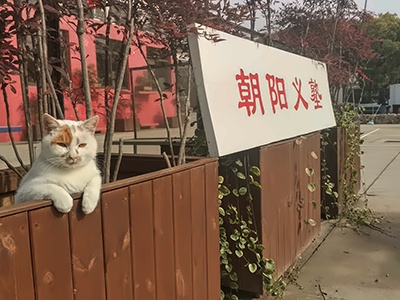 上海朝阳义塾日语特色学校吉祥物饺子