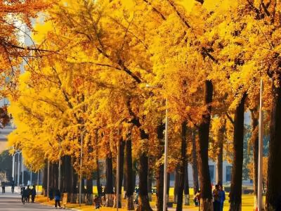 电子科技大学OSSD国际课程校园环境
