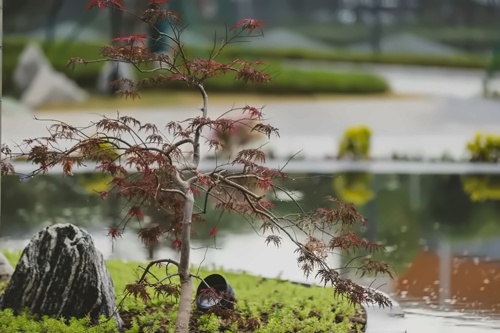苏州科技城外国语高级中学一景
