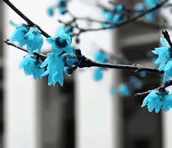 上海工程技术大学腊梅